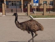 ������ ����� �� ������ ����������: ��� ����� �������