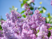 ������� ���� ����������� �������� � ���