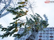 ������� � ������� ������ ��������� 15 ������ � ������������ �������