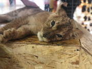 ���������� ������� �� �������� ������� � ������