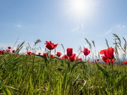 30-��������� ���� ������ � ���������