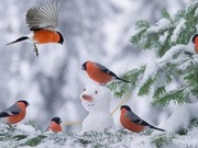 ����, ������� � ����� ������� ������������