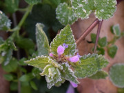 ��������� ��������� � ���-�������