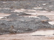 ����������. ������� ������� ��������� ��������