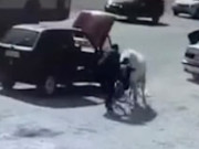 ��� ����� �� ������� � ��������