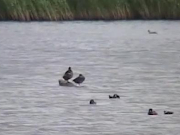 ����� �� ����������� �������� ������������ �����������