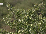 ������ �������� ��������� �������� � ������