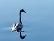 ������, ���������� � �������� �������, ����� �� ����� � ���������