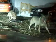 ����� � ������� �������� ��������