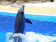 ����������� ����� ������� � ����������