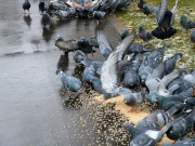 ������� ���������