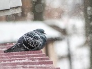 ������ ����������� �� ���������