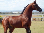 ����������� �������-������� �������� � ����������� �������