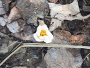 ������ ���������� ������� � ������������� �������