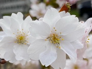 ���� ������ ���-������ ������ � ������