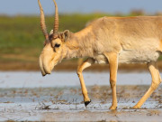 ������ ������, ���������� ��������, ����������������� � ������������