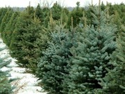 ��������� ����� ���� ������� � ������������ �������