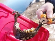 ����������� ���������� �� ��������� � ���� �������