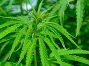 20 �������������� ������������� � ����������