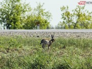 � ������������ ������� �������� ����� ����� �� ������ ������