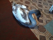 �������� ������ ����� � ������ ������ ��������� (�����)