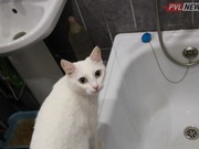 ��������� ���������, ������ ������� ����� ����� ��������� �� ������� ������� ����