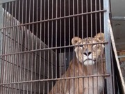 ���������� �������� ��������, �������� � ���������, ���������