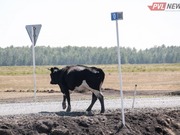 ��� �������� � �������� ���� ������ ������������ �������