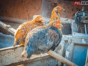 ������ ������ ������ ��������� �������� ����� ����� �� �������� � ������������ �������