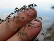 ������ ������������� �����������