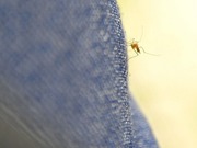 ������ ��� �� ��������: ��� ������ �����������