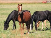 �������������� � ������������ ��������� ����������� � ������������ ������� (�����)