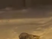 ����� ������ ������: ����������� ��������� ������ � ���-������� (�����)