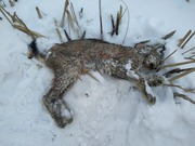 ���� ������� ���� ����� � ����� ������ � ��������� ���������