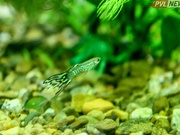 � ������������ ������� �������� �������� ��� ���� ������ �����