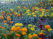 �������������� ��������� ��� ������� �����������