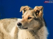 ����������� �������� ������ �������� � �������� ���������� � ��������� � ���������