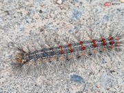  ������ �������� ���� ������ �������� � ������������ �������