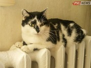 ������� ��������������� ���� ���������� ����� � ������������ ���������