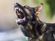 � ���� �������� ����������� ������ �� ����������� ���������