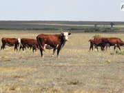 �������� ����� ����� ������� �� ������ ������������ �������