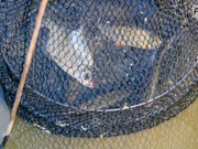 ������� ����� ������� ���������� �� ������� � ������