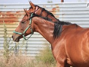 ������� ������� �������� �� ��� �� ������������ ������