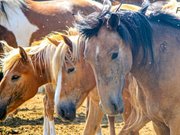 ����� ������ ���� ����� �������� ������������ �����������