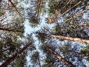 ������� ������������ ������� �� ������ � ���