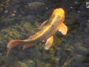 ���� ������� �� ������� �����������