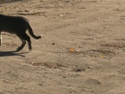 ������ ���� ������������ ���� ������� �� ������ ��������