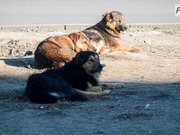 ����� �������� ����� ���������� � ������������ �������