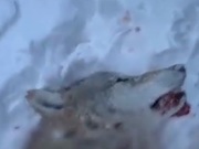 ���� ������� ������� � ��� ���������� �����������. ����������� ���������