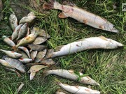 ���������� ������� �������� ���������� � �������